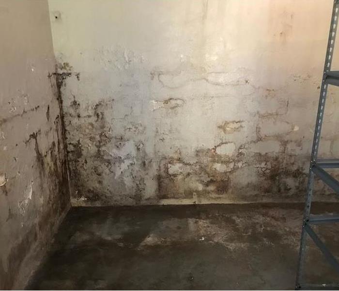 Basement wall with visible mold growth