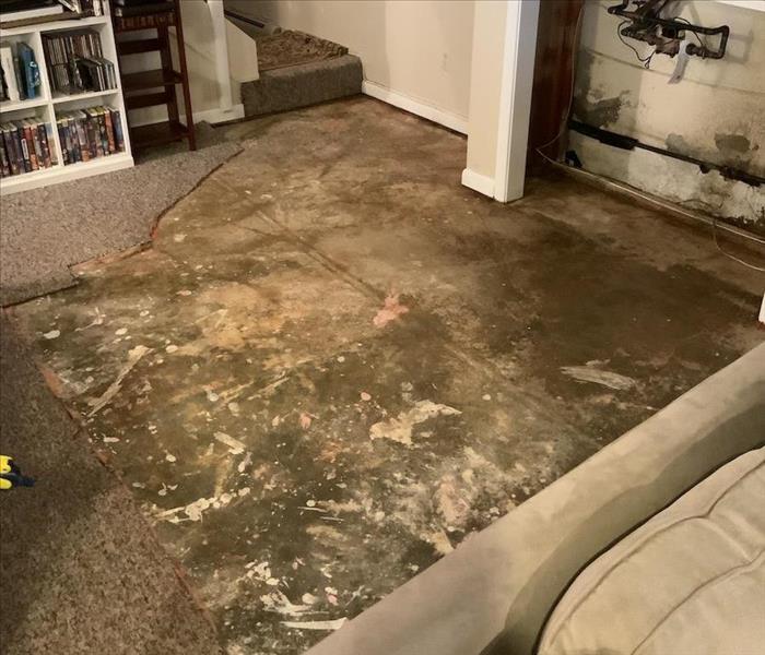 mold under carpet