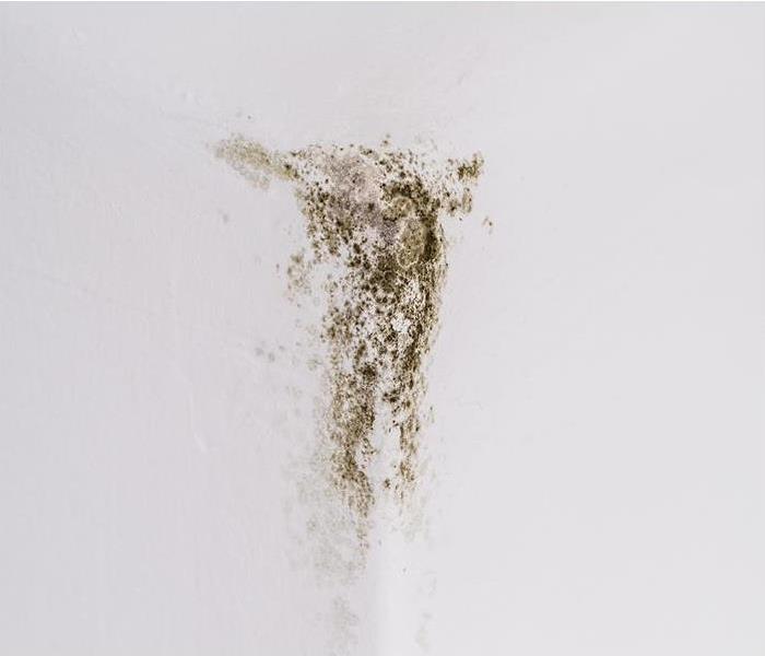 mold infestation in commercial property