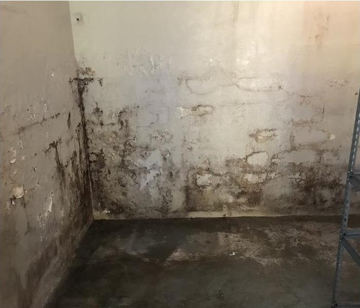 mold damage on the concrete walls of a basement