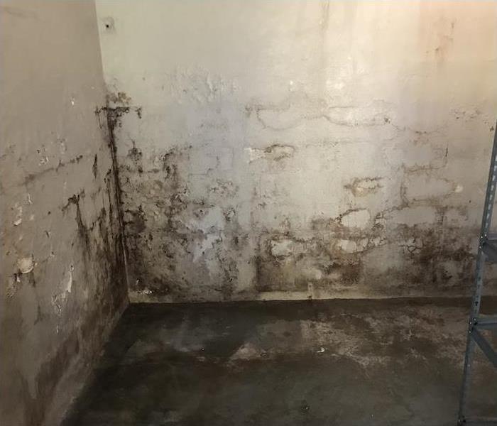 mold damage on the concrete walls of a basement