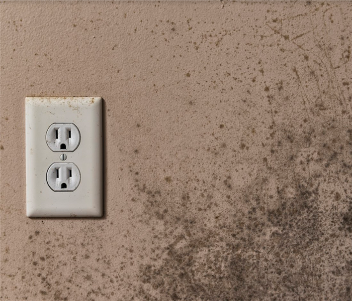 mold growing on the wall next to an outlet