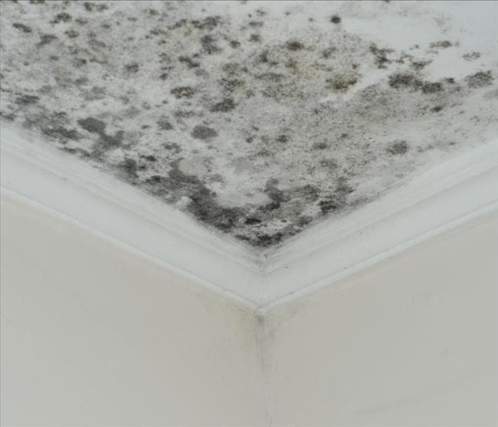 Mold colony on ceiling.